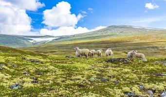 Sheep grazing in mountain landscape panorama Rondane National Park Norway. photo