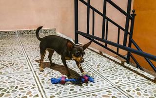 Russian toy terrier dog portrait looking playful and cute Mexico. photo