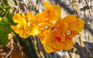 Bougainvillea orange yellow flowers blossoms in Puerto Escondido Mexico. photo