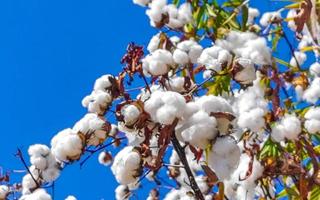 blanco algodón en árbol o planta en puerto escondido México. foto