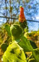 Tropical cacti cactus plants with flowers flower blossom Mexico. photo