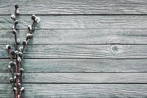 sauce ramas en gris madera, Copiar espacio foto