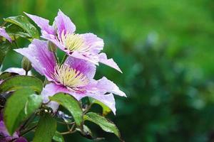 clemátide púrpura flores mojado desde verano lluvia foto