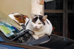 Two cats resting on car hood photo