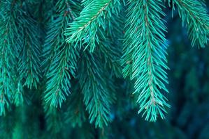 Background of fir tree branches photo