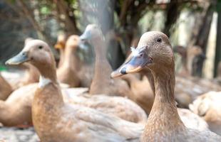 The large group of healthy brown ducks in a domestic farm for the agriculture concept. photo