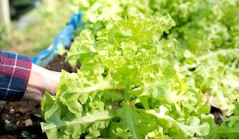 Close up female hand holding fresh vegetables green Lettuce from garden organic farm. photo