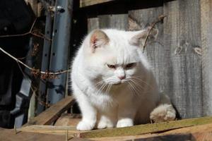 Cute Persian Cat is Posing in the Home Garden photo