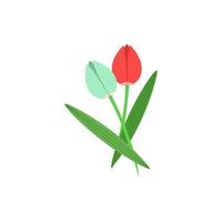 Tulip flowers red and white color vector icon
