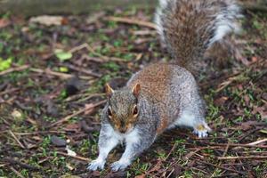 Cute Squirrel Seeking for Food in the Park photo