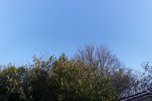 Low Angle View of Tree and Branches at Local Park photo