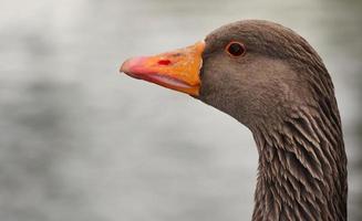 Cute Water Birds at Lake Side of Local Public Park photo