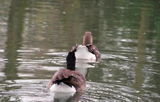 Cute Water Birds at Lake Side of Local Public Park photo