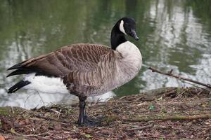 Cute Water Birds at Lake Side of Local Public Park photo