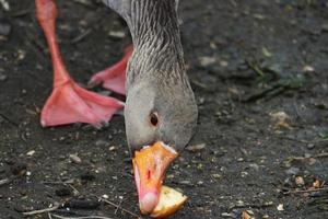 Cute Water Birds at Lake Side of Local Public Park photo