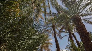 silhouette of palm trees gently blowing in the wind at sunset video