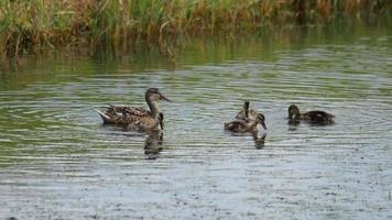 Mallard duck family on the pond video