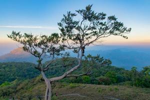 Majestic mountains landscape under morning sky with clouds,Alone tree on a hill slope. photo