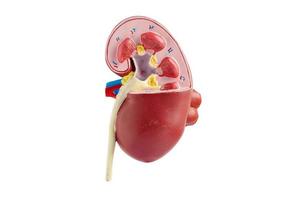 Kidney model isolated on white background with clipping path. Chronic kidney disease, treatment urinary system, urology, Estimated glomerular filtration rate eGFR. photo