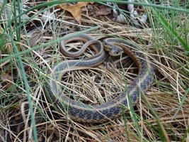 Garden snake Eastern photo