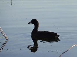 wild Bird Silhouette photo