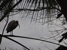 Bird dark silhouette photo