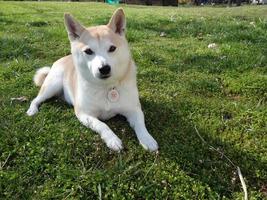 Shiba Inu Girl photo