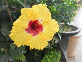 close up of bunga sepatu or bunga raya, Hibiscus rosa-sinensis dual color photo