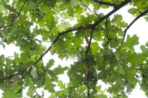 Green oak leaves pattern. Sunlight goes through oak leaves. View through tree branch. Selective focus. Nature background. photo