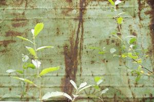 Young tree near rusty and oxidized background. Old iron panel. Dirty white, brown and black rust on a white metal plate. Grunge rusty metal texture. Rusty metal wall. Metal surface streaked with rust. photo