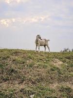 A goat eating grass on a hill photo