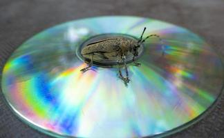 Macro shot of Longhorn beetle - Cerambycidae - sitting on a CD photo