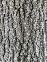 rough texture bark of old tree, abstract background photo