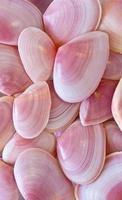 pink sea shell photo