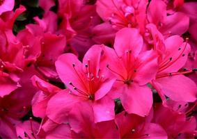 dark pink flower photo