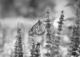 black and white butterfly photo