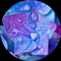 hydrangea flower water drop photo