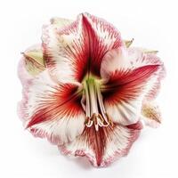 Blooming Amaryllis flower on white background, created with photo