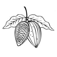 cacao. mano dibujado bosquejo cacao frijoles, hojas bosquejo y cacao árbol.vector vector