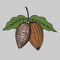 Cocoa. Hand drawn sketch Cocoa beans, leaves sketch and Cocoa tree. Organic product. vector