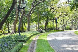 Big tree and walkway in garden park, Bangkok, Thailand photo