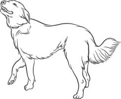 Akbash Dog breed doodle style vector illustration black and white