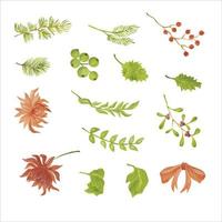 Leaves, berries and flowers for Christmas, hand drawn watercolor vector illustration for greeting card or invitation design