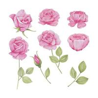 Set of rose isolated floral rose pink, hand drawn watercolor vector illustration for greeting card or invitation design