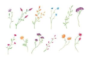 acuarela botánico floral rama recopilación, mano dibujado acuarela vector ilustración para saludo tarjeta o invitación diseño