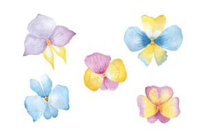 Orchid flowers collection, hand drawn watercolor vector illustration for greeting card or invitation design