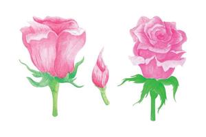 Rose flower collection on white background, hand draw watercolor vector illustration for greeting card and invitation