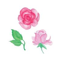 Hand painted rose, hand drawn watercolor vector illustration for greeting card or invitation design