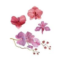 orquídea flores pintado por acuarela, mano dibujado acuarela vector ilustración para saludo tarjeta o invitación diseño