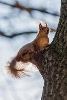 Squirrel sits on a tree photo